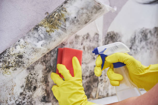 Best Real Estate Mold Inspection  in USA